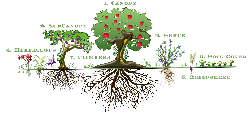 Figure 1: The Seven Layers of a Food Forest Garden